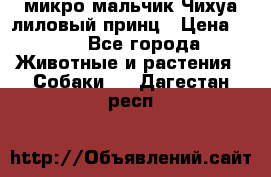 микро мальчик Чихуа лиловый принц › Цена ­ 90 - Все города Животные и растения » Собаки   . Дагестан респ.